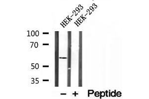 Western blot analysis of extracts of HEK-293 cells, using PPAT antibody. (PPAT anticorps  (N-Term))