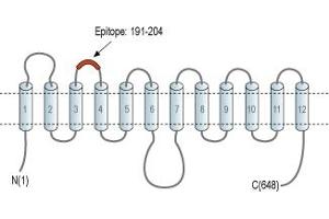 anti-Solute Carrier Family 23 (Nucleobase Transporters), Member 2 (SLC23A2) (2nd Extracellular Loop), (AA 191-204) antibody