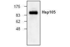 Image no. 1 for anti-Heat Shock 105kDa/110kDa Protein 1 (HSPH1) (N-Term) antibody (ABIN155123) (HSPH1 anticorps  (N-Term))