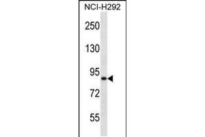 Western blot analysis in NCI-H292 cell line lysates (35ug/lane). (ANKS1B anticorps  (AA 570-599))