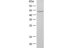 Western Blotting (WB) image for FK506 Binding Protein 4, 59kDa (FKBP4) (AA 1-459) protein (His-IF2DI Tag) (ABIN7122976)