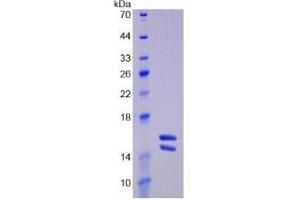 SDS-PAGE analysis of Human Interleukin 23 Protein. (IL23 Protéine)