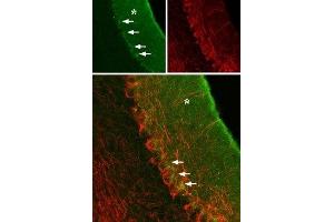 Expression of GABRA3 in rat cerebellum - Immunohistochemical staining of rat cerebellum using Anti-GABA(A) α3 Receptor (extracellular) Antibody (ABIN7043187, ABIN7044299 and ABIN7044300), (green), (1:100).