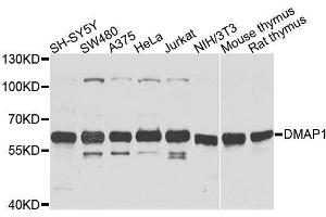Western blot analysis of extracts of various cell lines, using DMAP1 antibody. (DMAP1 anticorps  (AA 1-305))