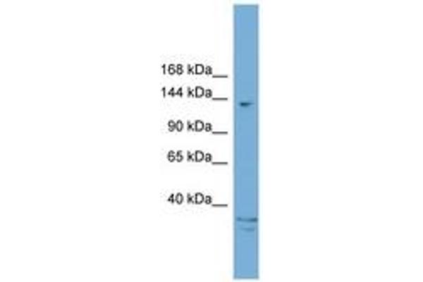 ARID5B anticorps  (AA 1031-1080)