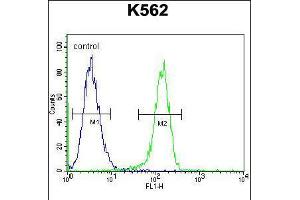 Flow cytometric analysis of K562 cells (right histogram) compared to a negative control cell (left histogram). (Myosin XIX anticorps  (AA 554-582))