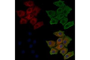 ABIN6256775 and ABIN6267452 staining HepG2 cells(30 min of 4uM Forskolin treatment) by IF/ICC. (PIK3R1 anticorps  (pTyr607))
