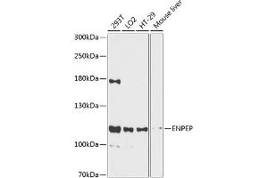 Western blot analysis of extracts of various cell lines, using ENPEP antibody  at 1:3000 dilution.