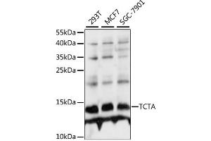 Western blot analysis of extracts of various cell lines, using TCTA antibody. (TCTA anticorps)