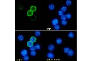 Immunofluorescence staining of mouse splenocytes using anti-MHC II antibody P7/7. (Recombinant MHC Class II anticorps)