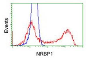 Flow Cytometry (FACS) image for anti-Nuclear Receptor Binding Protein 1 (NRBP1) antibody (ABIN1499826) (NRBP1 anticorps)