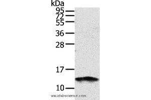 Western blot analysis of PC3 cell, using S100A11 Polyclonal Antibody at dilution of 1:1000 (S100A11 anticorps)