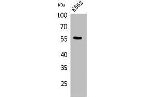 Western Blot analysis of K562 cells using Glut5 Polyclonal Antibody. (SLC2A5 anticorps  (N-Term))
