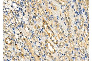 ABIN6264163 and ABIN6278507 at 1/100 staining Rat kidney tissue by IHC-P. (PGE Synthase anticorps  (Internal Region))