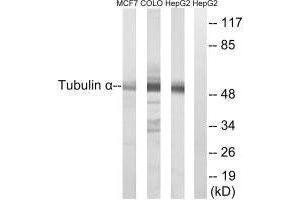 Western blot analysis of extracts from MCF7,COLO and HepG2 cells, using Tubulin α antibody.
