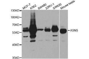 Western Blotting (WB) image for anti-Asparagine Synthetase (ASNS) antibody (ABIN1876738) (Asparagine Synthetase anticorps)
