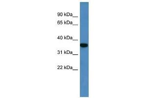 Western Blot showing Decr2 antibody used at a concentration of 1-2 ug/ml to detect its target protein. (DECR2 anticorps  (C-Term))