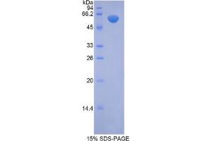 SDS-PAGE analysis of Mouse NAGLU Protein. (N-Acetyl alpha-D-Glucosaminidase Protéine)