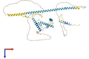 AlphaFold protein structure predicition of Mouse Recombinant Nsrp1 Protein, UniprotID Q5NCR9