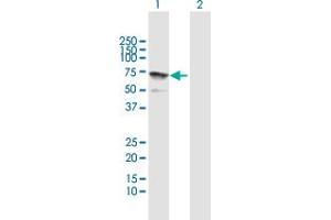 Western Blot analysis of IFIT3 expression in transfected 293T cell line by IFIT3 MaxPab polyclonal antibody.