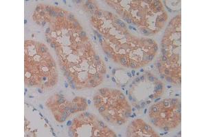 Used in DAB staining on fromalin fixed paraffin- embedded Kidney tissue (LAMC2 anticorps  (AA 28-196))