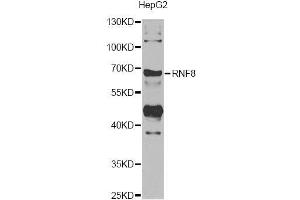 Western blot analysis of extracts of HepG2 cells, using RNF8 antibody. (RNF8 anticorps)