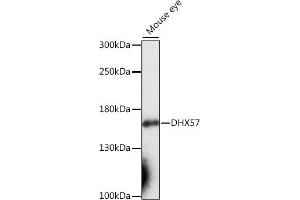Western blot analysis of extracts of mouse eye, using DHX57 antibody (ABIN7266707) at 1:1000 dilution. (DHX57 anticorps  (AA 700-900))