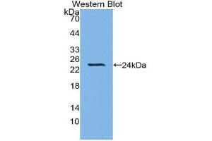 Western Blotting (WB) image for anti-Heme Oxygenase (Decycling) 1 (HMOX1) (AA 61-172) antibody (ABIN1173239) (HMOX1 anticorps  (AA 61-172))