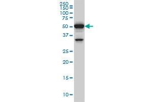 PTBP3 antibody  (AA 16-114)