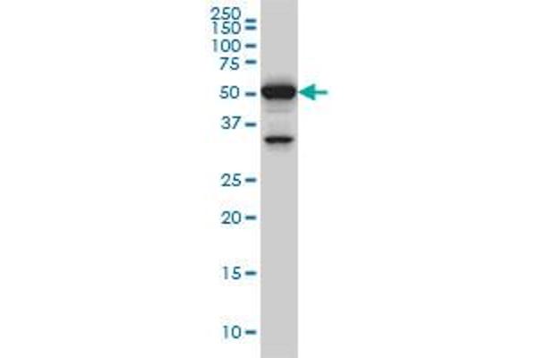 PTBP3 anticorps  (AA 16-114)