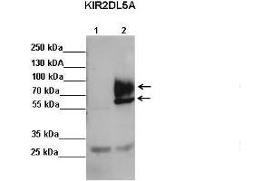Sample Type: Lane 1: FALG IP'd FLAG-KIR2DL4 transfected NK92 cells Lane 2: FALG IP'd FLAG-KIR2DL5 transfected NK92 cells Primary Antibody Dilution: 1:500Secondary Antibody: Anti-rabbit-HRP Secondary Antibody Dilution: 1:00,000 Color/Signal Descriptions: KIR2DL5A  Gene Name: Kerry S.