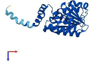 AlphaFold protein structure predicition of Mouse Recombinant Tomt Protein, UniprotID A1Y9I9