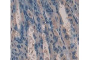 IHC-P analysis of Mouse Tissue, with DAB staining. (Kallikrein 13 anticorps  (AA 25-261))