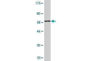 Western Blot detection against Immunogen (65.