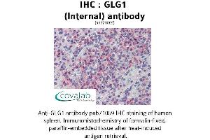 Image no. 2 for anti-Golgi Glycoprotein 1 (GLG1) (Internal Region) antibody (ABIN1734714) (GLG1 anticorps  (Internal Region))