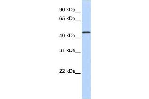Western Blotting (WB) image for anti-Melanoma Antigen Family A, 10 (MAGEA10) antibody (ABIN2458613)