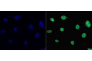 Immunofluorescence analysis of 293T cells using DiMethyl-Histone H3-K36 Polyclonal Antibody