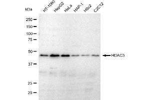 Western blotting analysis using HDAC3 antibody (ABIN7798932).