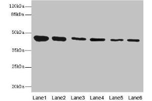Western blot All lanes: SNX32 antibody at 6. (SNX32 anticorps  (AA 144-403))