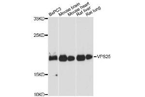 Western blot analysis of extracts of various cell lines, using VPS25 antibody. (VPS25 anticorps)