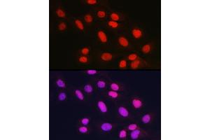 Immunofluorescence analysis of U2OS cells using Rad21 Rabbit pAb (ABIN7269822) at dilution of 1:150 (40x lens). (RAD21 anticorps)