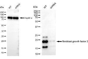 Western blotting analysis using fibroblast growth factor 2 antibody (ABIN7798604).