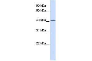 GHRHR antibody used at 1 ug/ml to detect target protein.