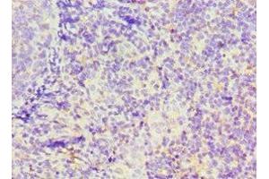 Immunohistochemistry of paraffin-embedded human tonsil tissue using ABIN7156649 at dilution of 1:100 (GBP1 anticorps  (AA 383-592))