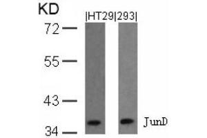 Image no. 1 for anti-Jun D Proto-Oncogene (JUND) (Ser255) antibody (ABIN197143) (JunD anticorps  (Ser255))