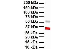 WB Suggested Anti-HBP1 antibody Titration: 1 ug/mL Sample Type: Human heart (HBP1 anticorps  (Middle Region))
