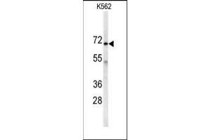 Western blot analysis of anti-AK7 Antibody (C-term) in K562 cell line lysates (35ug/lane). (Adenylate Kinase 7 anticorps  (C-Term))