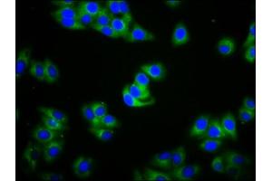 Immunofluorescence staining of HepG2 cells with ABIN7156081 at 1:100, counter-stained with DAPI. (IGHA2 anticorps  (AA 36-111))