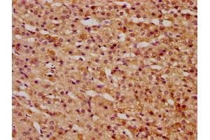 IHC image of ABIN7165725 diluted at 1:300 and staining in paraffin-embedded human adrenal gland tissue performed on a Leica BondTM system. (KTI12 anticorps  (AA 110-204))