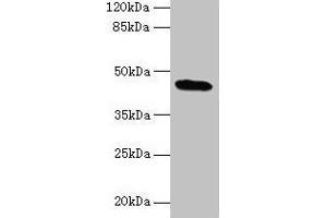 Western blot All lanes: C19orf47 antibody at 10 μg/mL + Mouse muscle tissue Secondary Goat polyclonal to rabbit IgG at 1/10000 dilution Predicted band size: 45, 38, 30 kDa Observed band size: 45 kDa (C19orf47 anticorps  (AA 1-281))